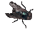 fly